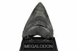 Fossil Megalodon Tooth - South Carolina #190219-1